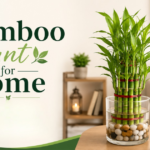 bamboo plant for home