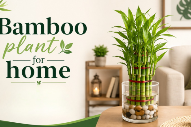 bamboo plant for home