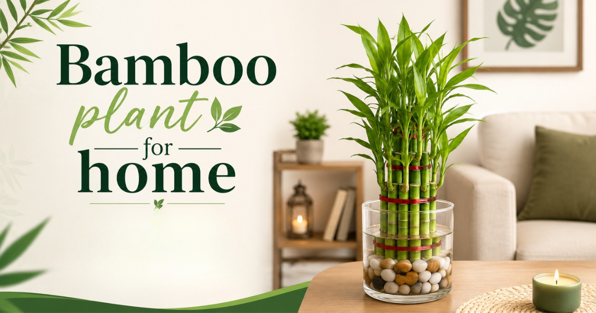 bamboo plant for home